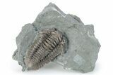 Prone Flexicalymene Trilobite - Indiana #282178-1